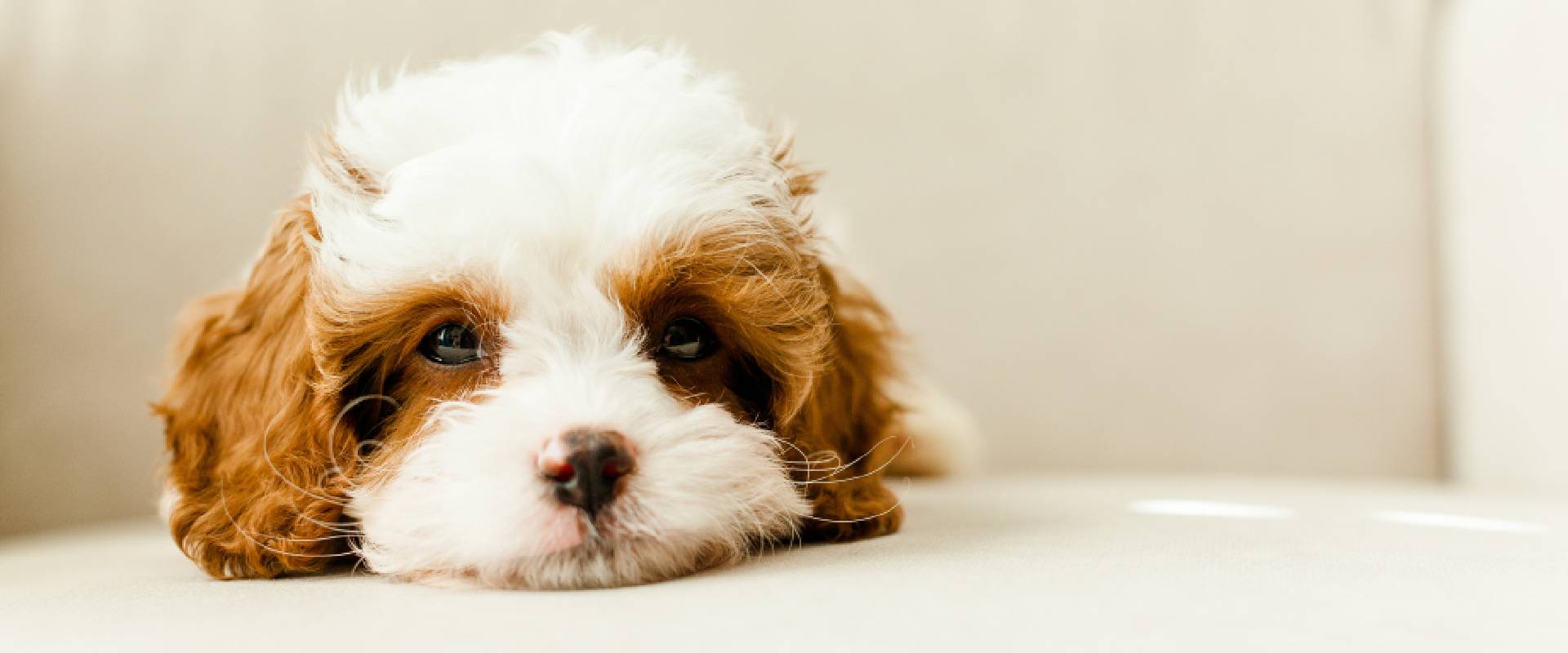 Cavapoo puppy