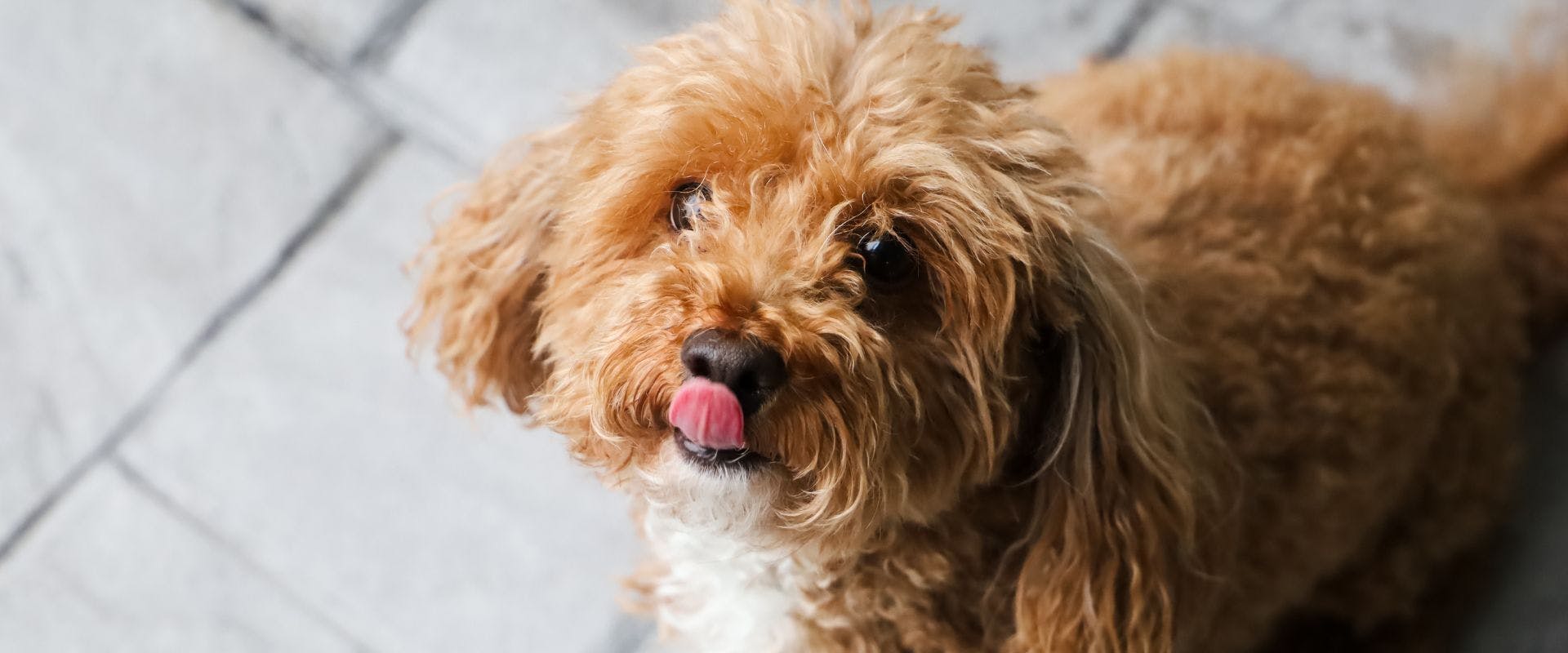 Small caramel-colored shaggy dog licking their lips