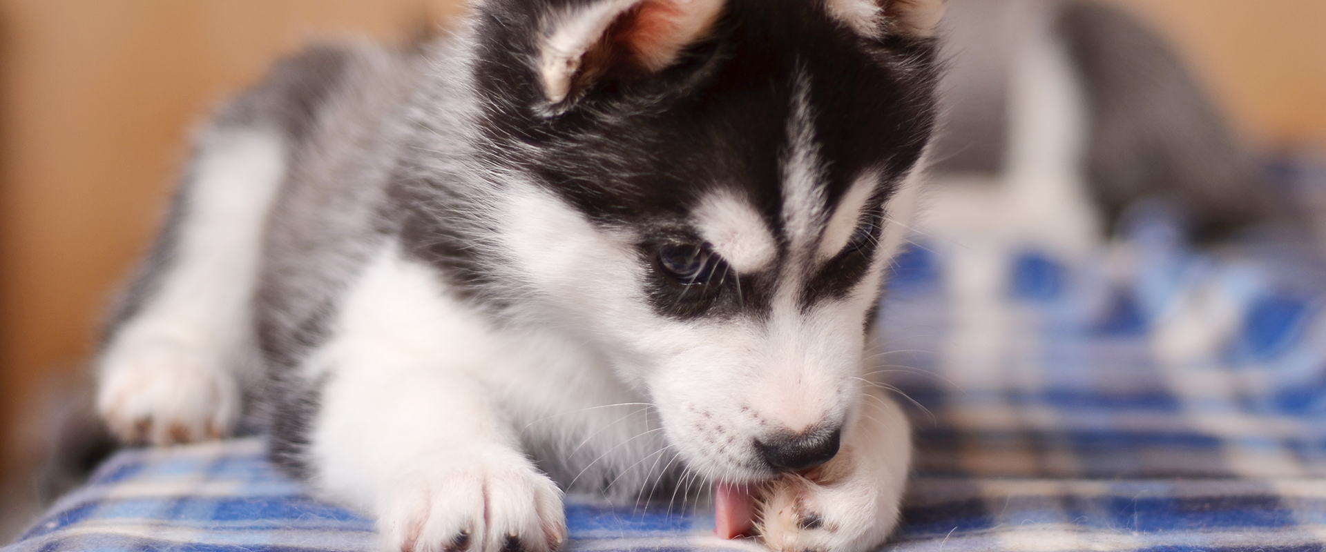 Why Do Dogs Chew Their Paws? | TrustedHousesitters.com