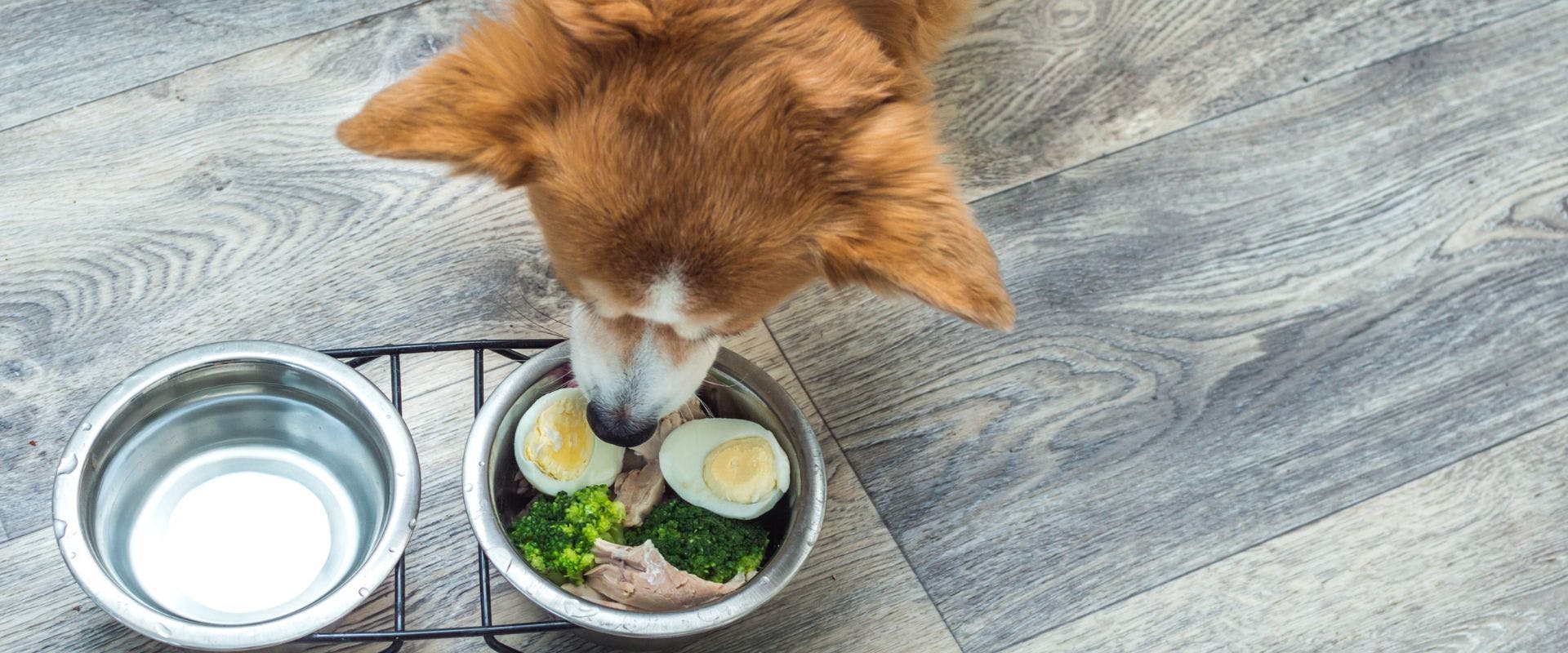 Dog eating boiled eggs from a dog bowl