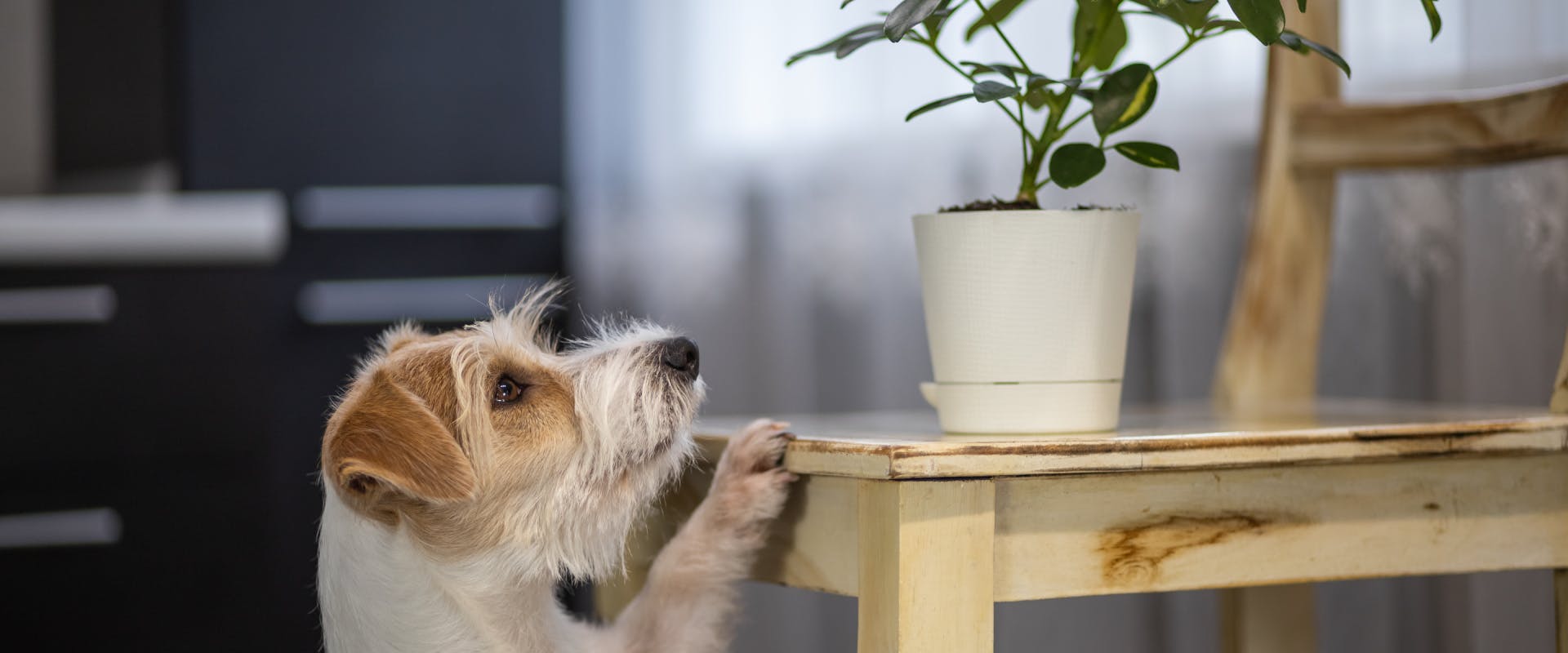 A dog looks up at a plant. 