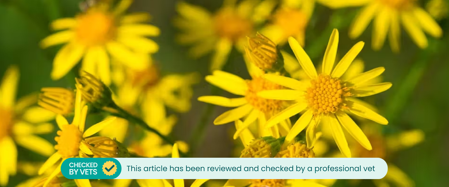 Ragwort (which is poisonous to dogs)