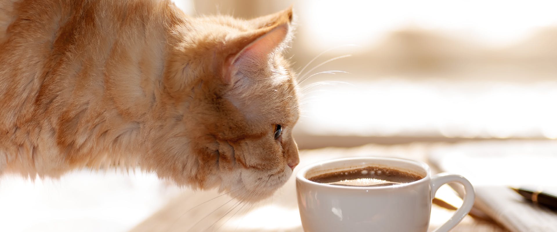 A cat sniffs at a cup of coffee.