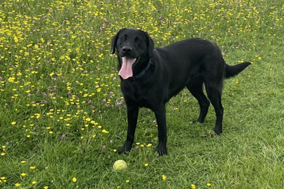 A black Labrador standing in a field of daisies, a tennis ball at its feet