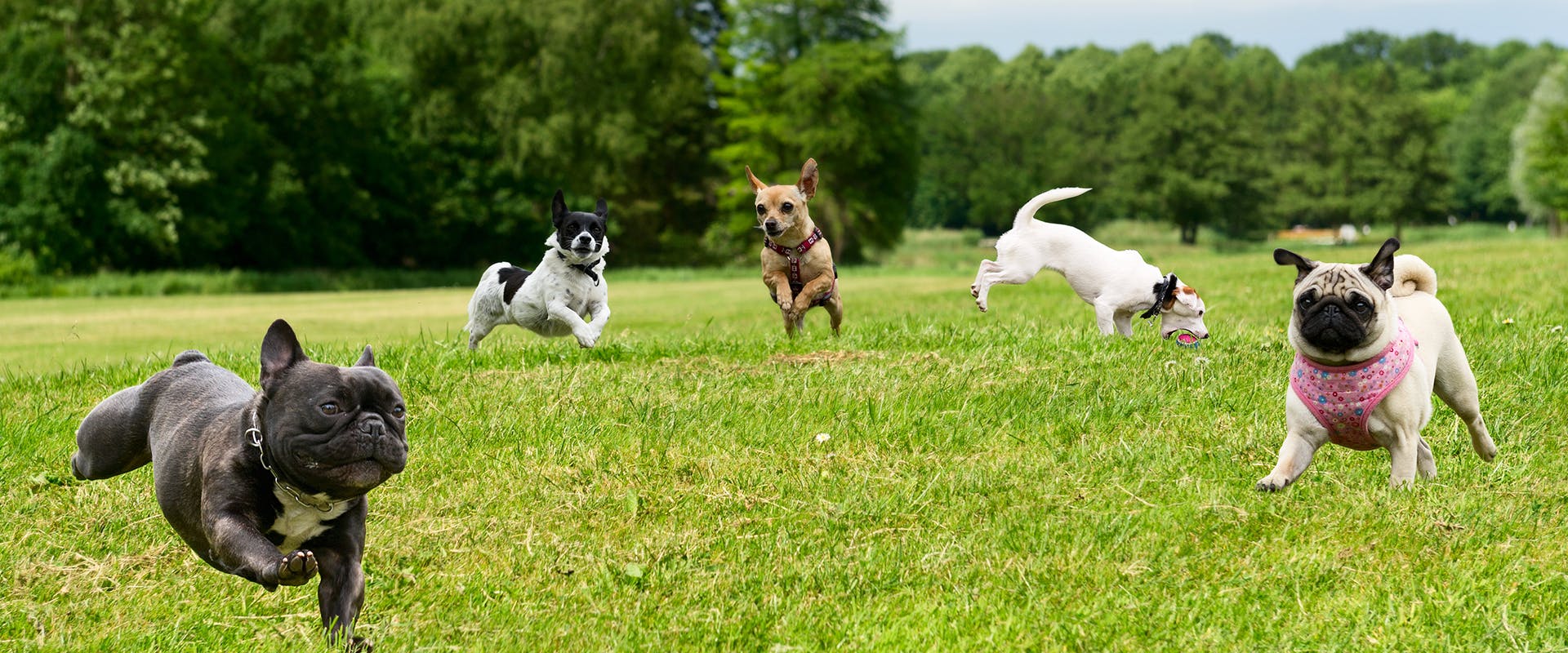 A group of dogs running and playing in a dog park