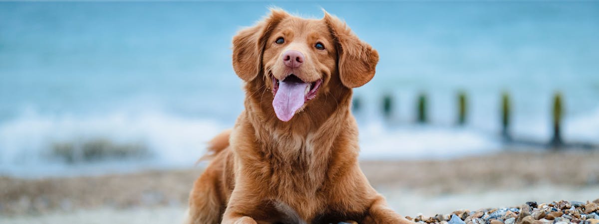 Dog on a stony beach