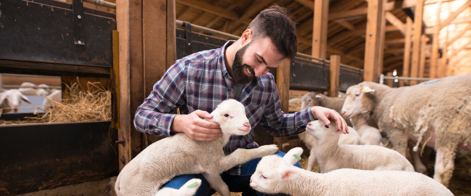 a man pet sitting farm animals in a pen with lots of lambs