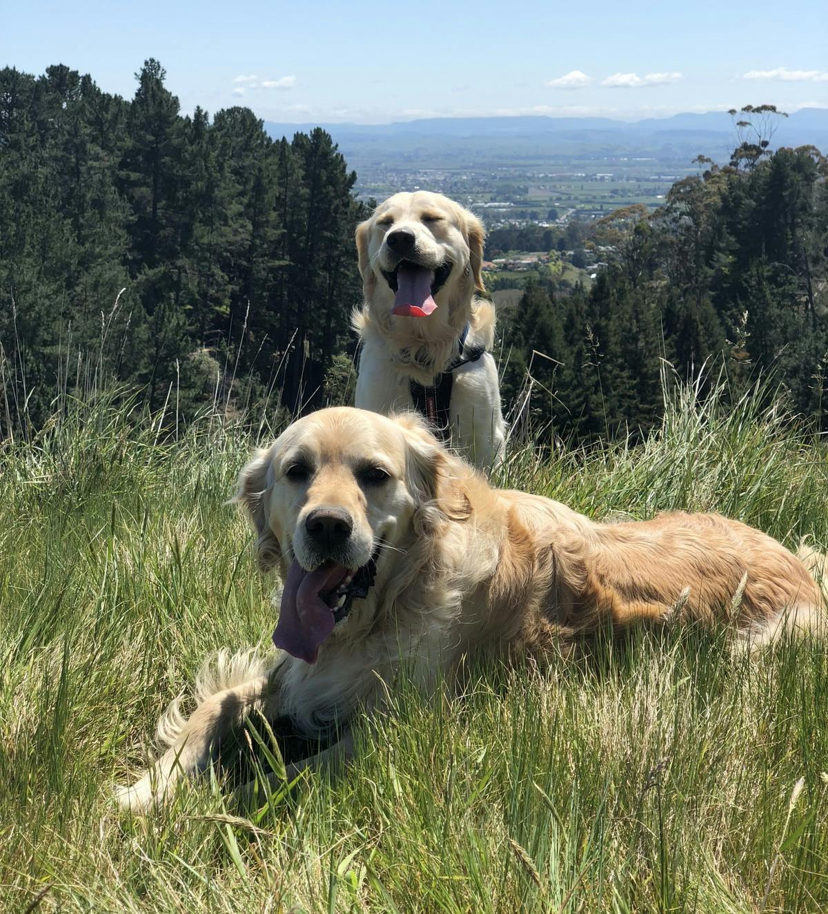 Two Golden Retrievers on top of hill