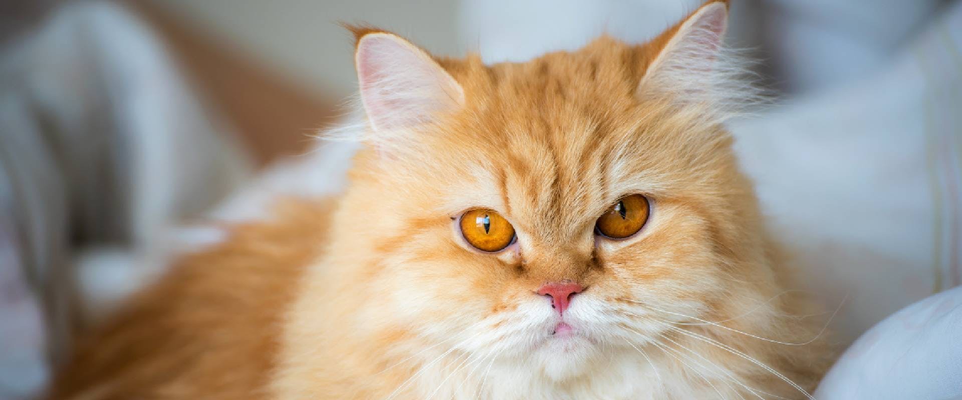 Persian cat laying on bed under white blanket