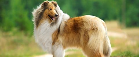 Dog Who Played Lassie