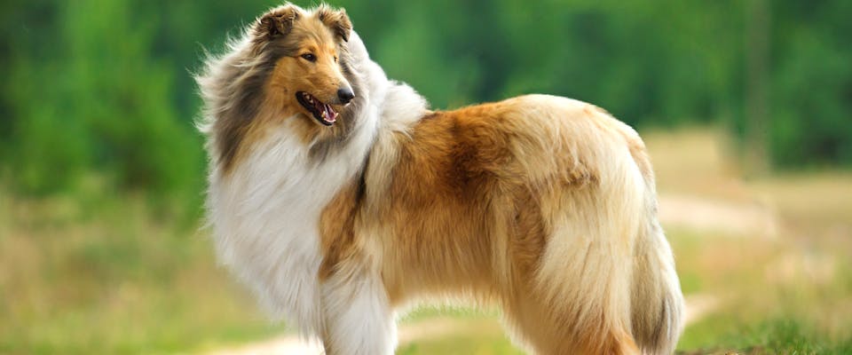 sable coated rough collie standing on a country path