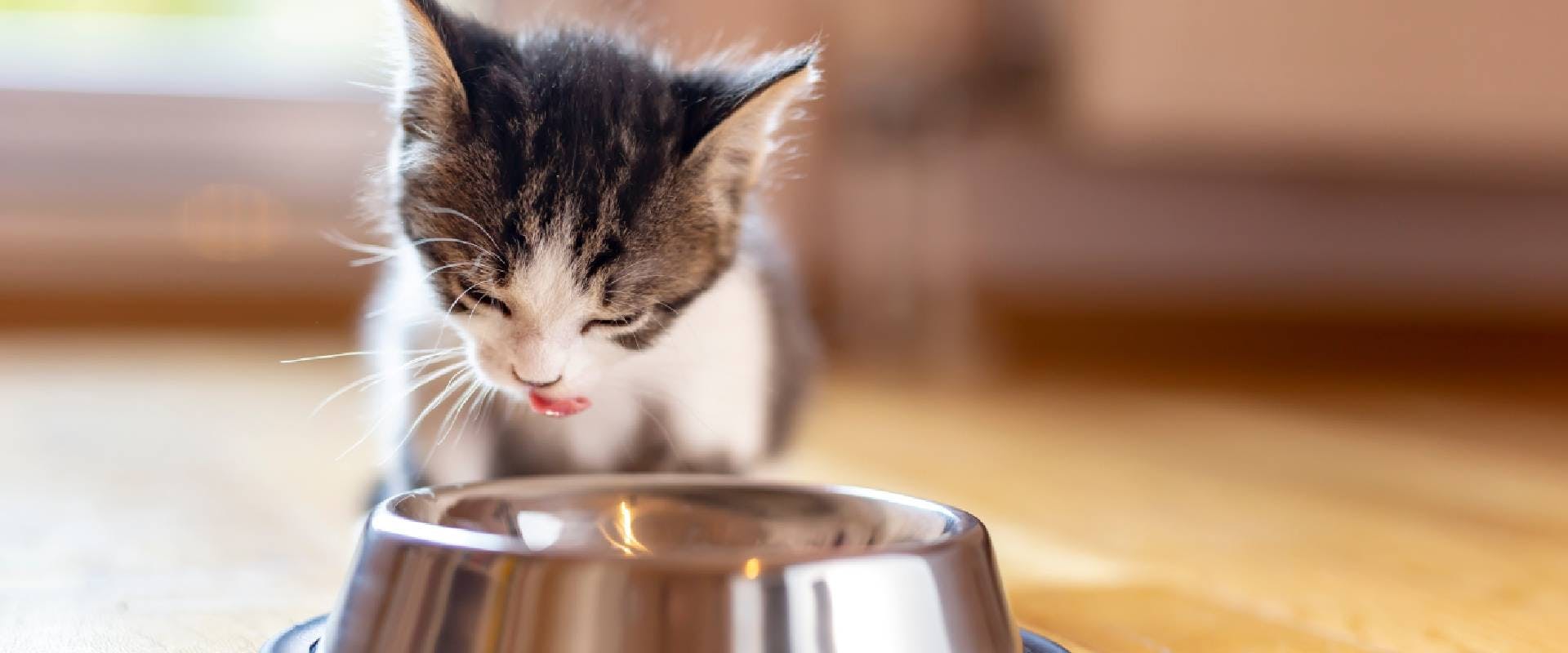 small kitten licking from a metal bowl