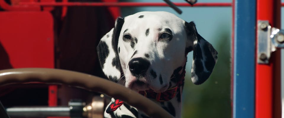 A Dalmation fire dog sitting in a fire truck