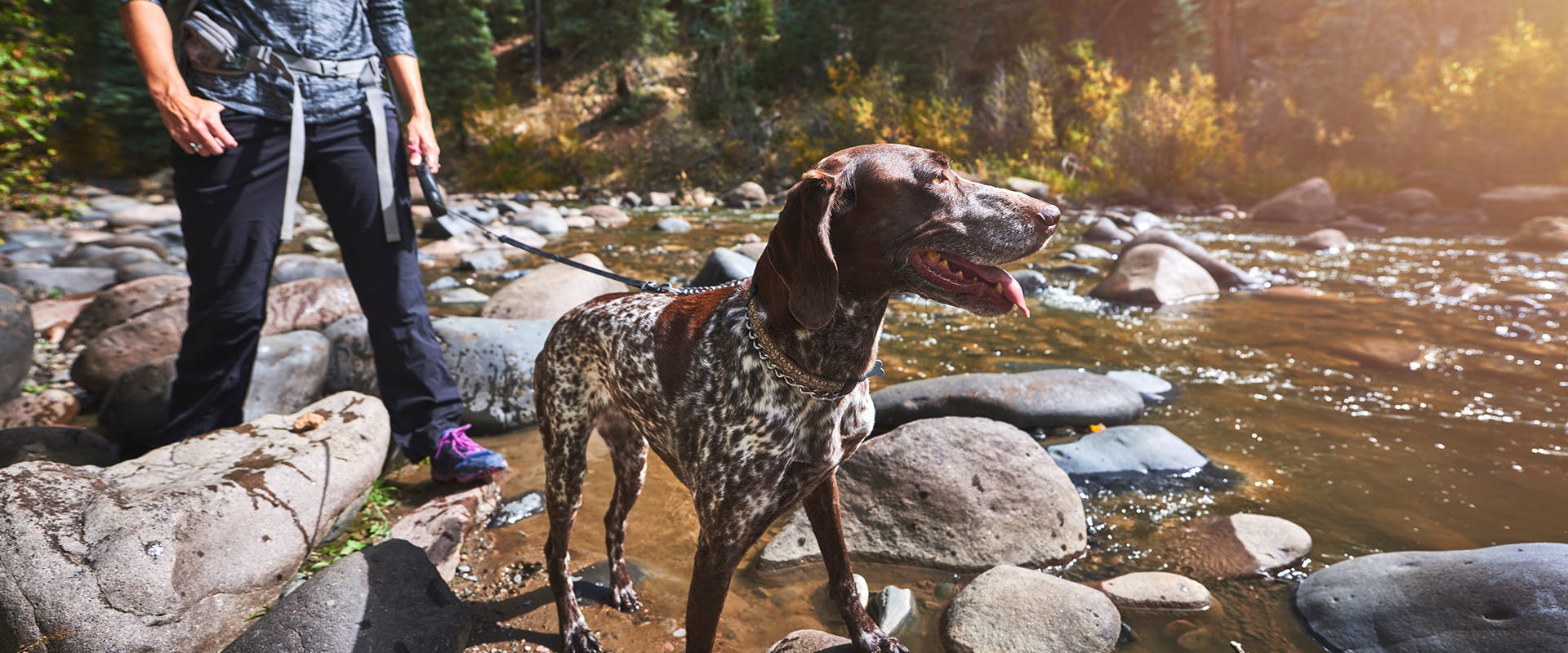 A dog and its owner hiking in the woods by a river