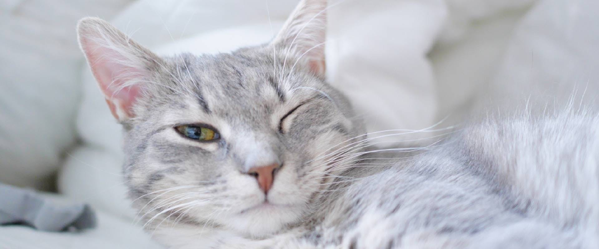 Grey cat winking - a weird cat behavior