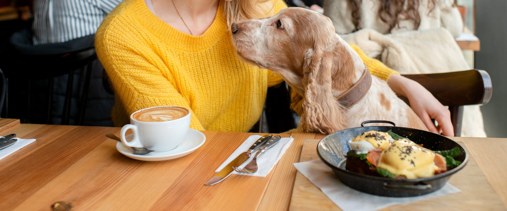 A dog sits at a table in a dog friendly restaurant.