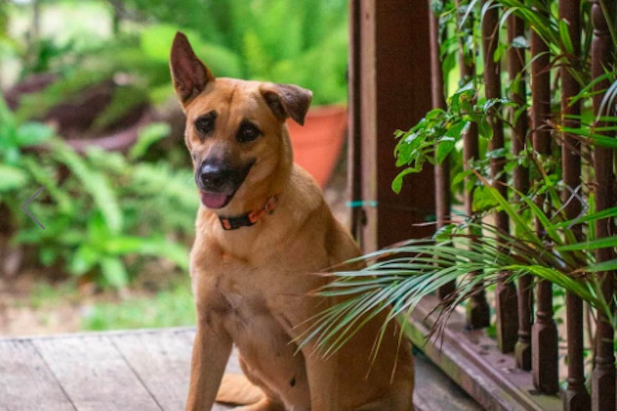 A brown dog sitting outside, surrounded by leaves