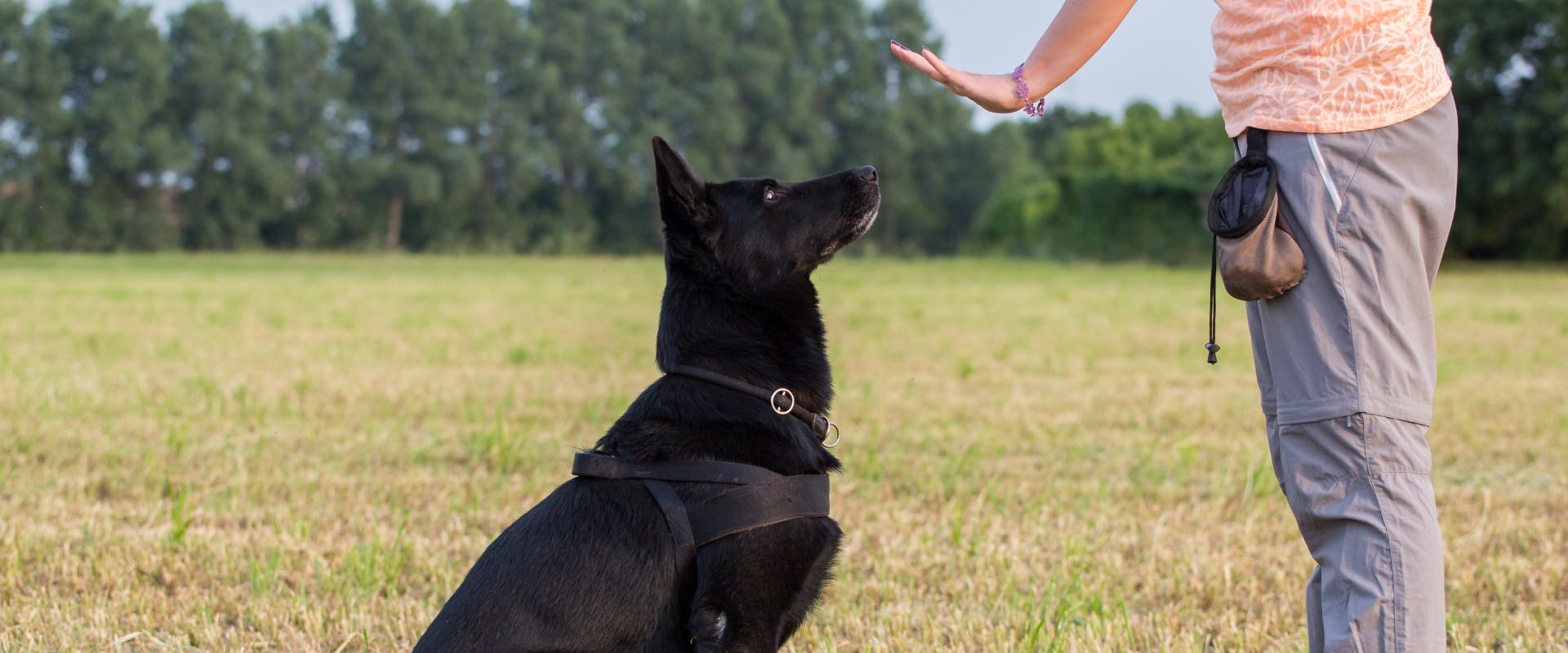 Black dog sitting and being told to wait by a dog trainer