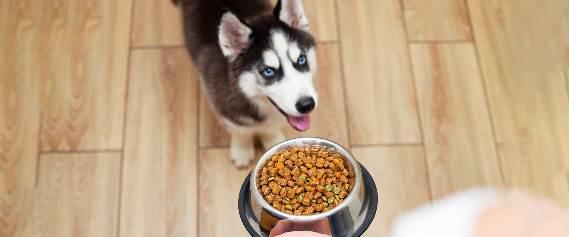 What Does Hypoallergenic Mean In Dog Food
