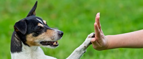 Small dog doing a high-five dog training command