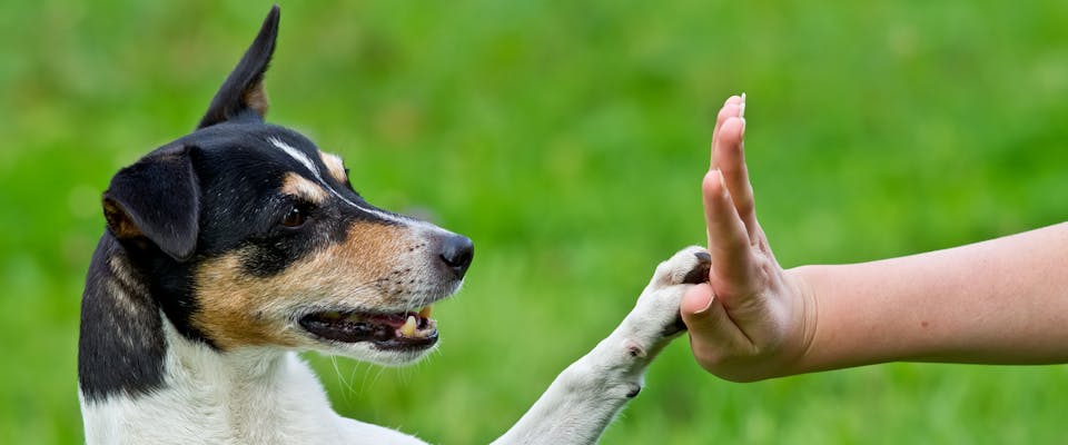 Small dog doing a high-five dog training command