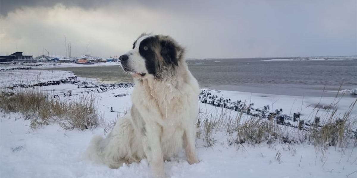 A Pyrenean Mastiff standing in the snow