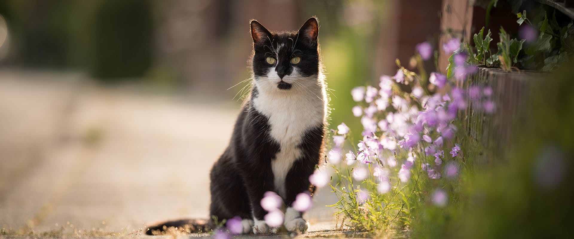 A cat standing next to a bed of flowers