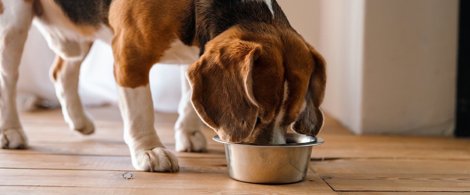 How much should I feed my dog? A Beagle eating from a stainless steel dog bowl