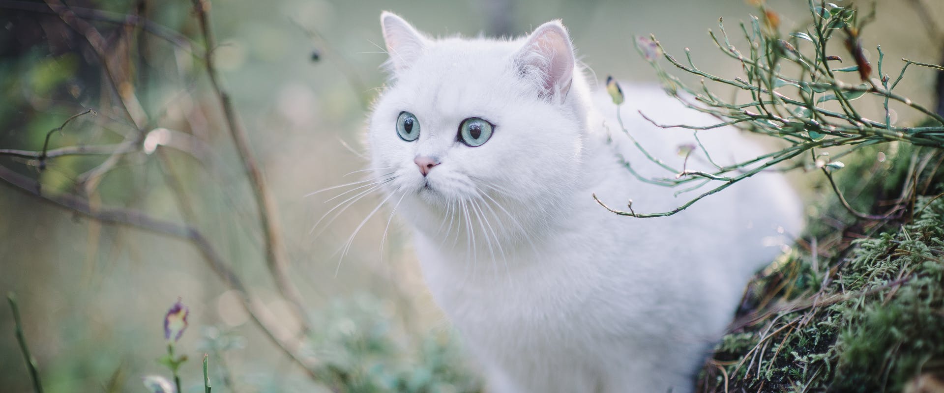 white short haired cat outside with bright blue eyes