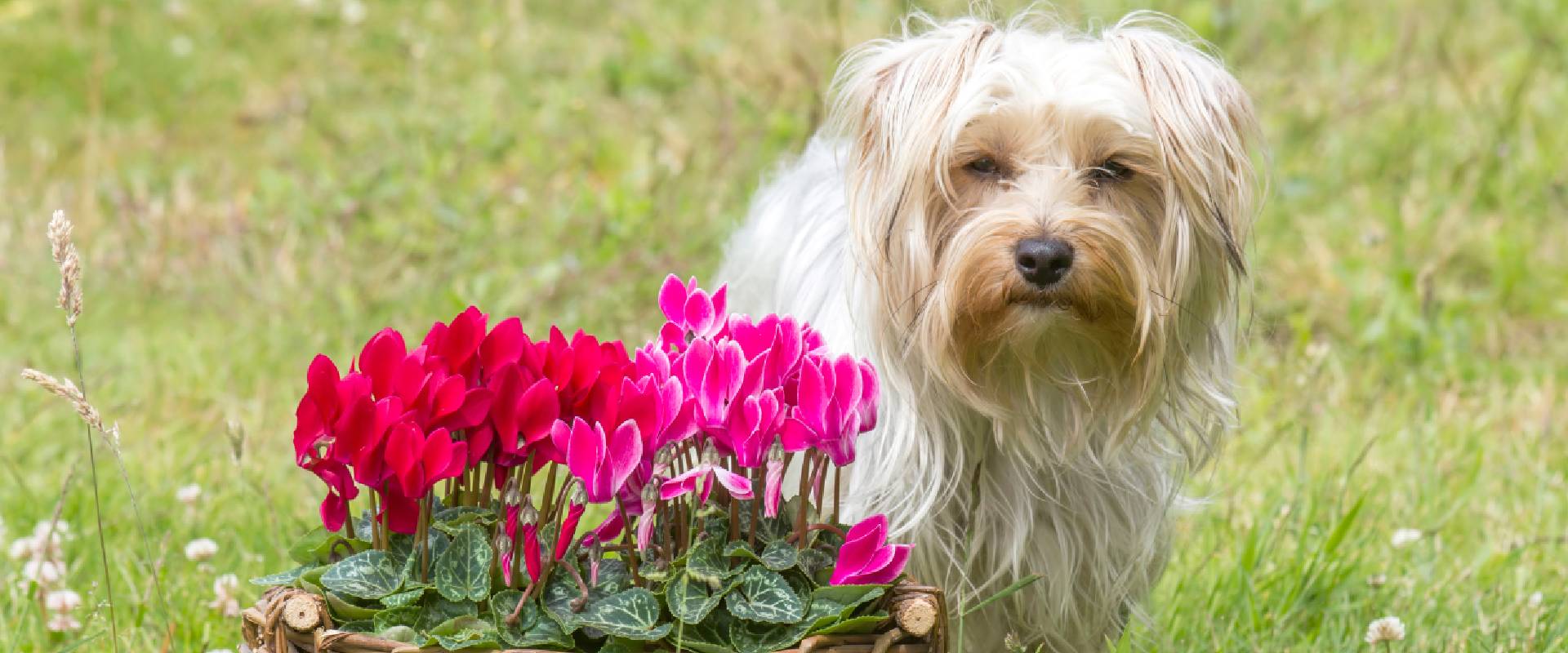 Are Cyclamen Plants Poisonous to Dogs? Causes & Symptoms Explained