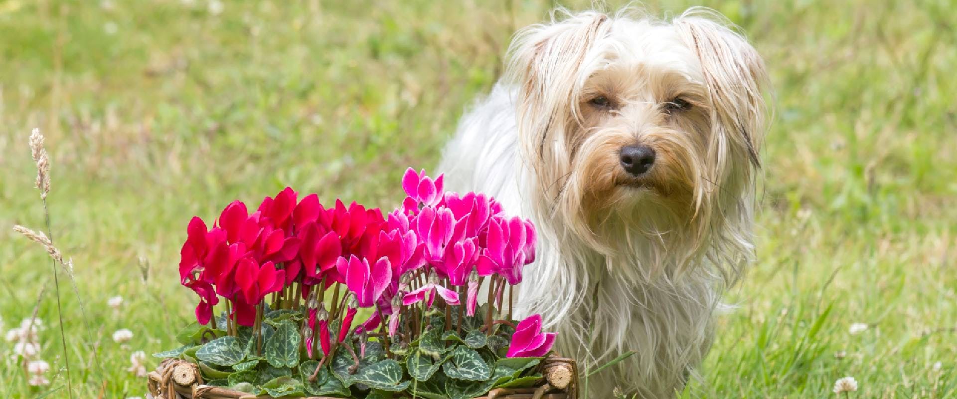 Cyclamen persicum in a basket and Yorkshire Terrier