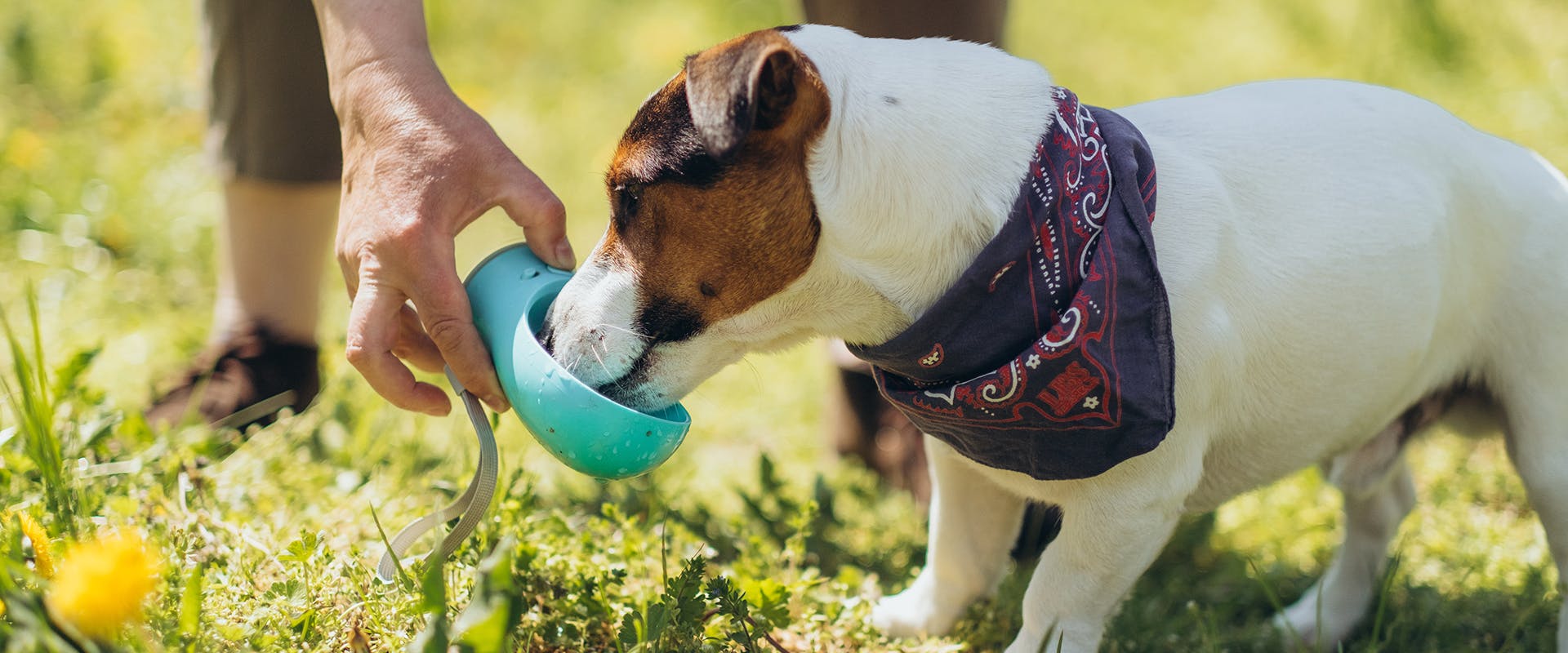 The 7 Best Portable Dog Water Bottles of 2024