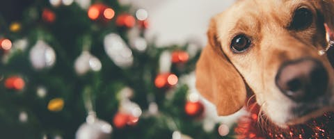 A dog looking down at the camera, a sparkling Christmas tree blurred in the background