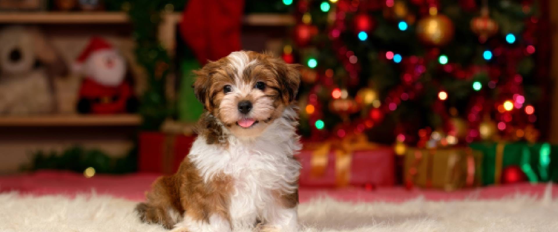 Havanese puppy is sitting in front of a Christmas tree background
