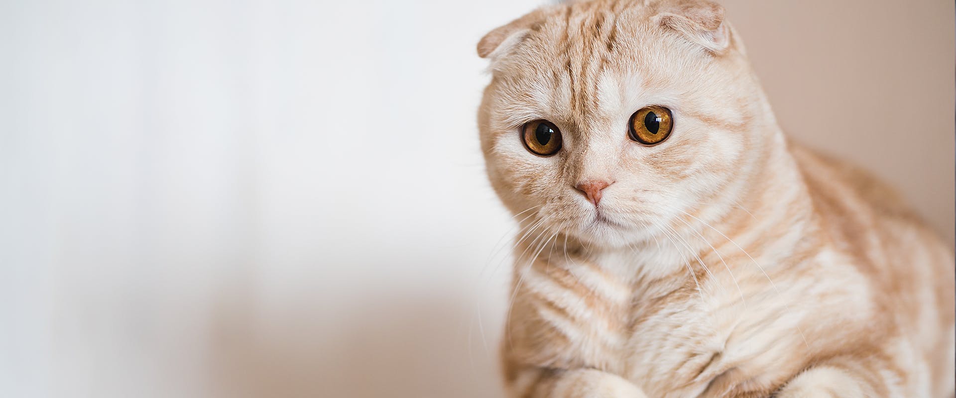 A Scottish Fold, an affectionate cat breed