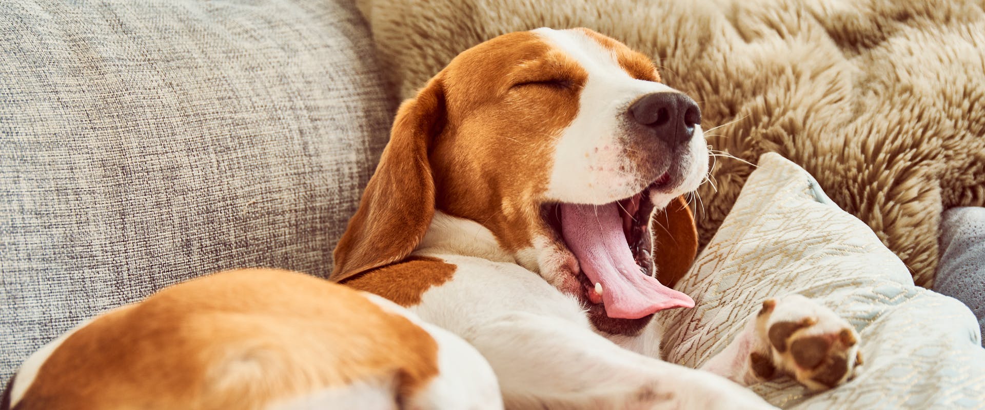 A dog yawns on the couch.