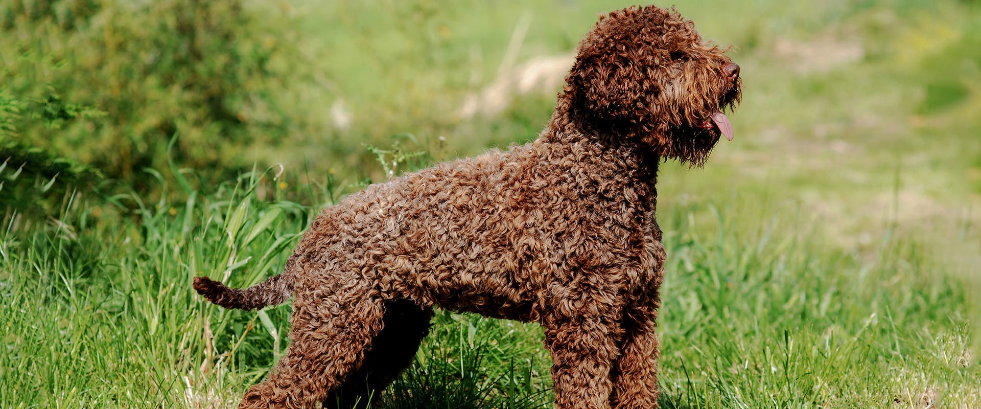 A brown Lagotto Romagnolo dog standing in a field of grass