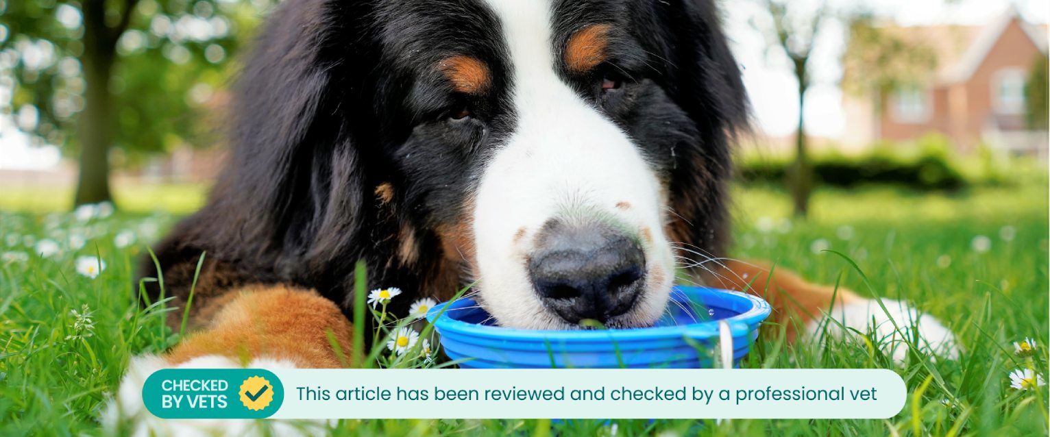A dog drinking water from a bowl.