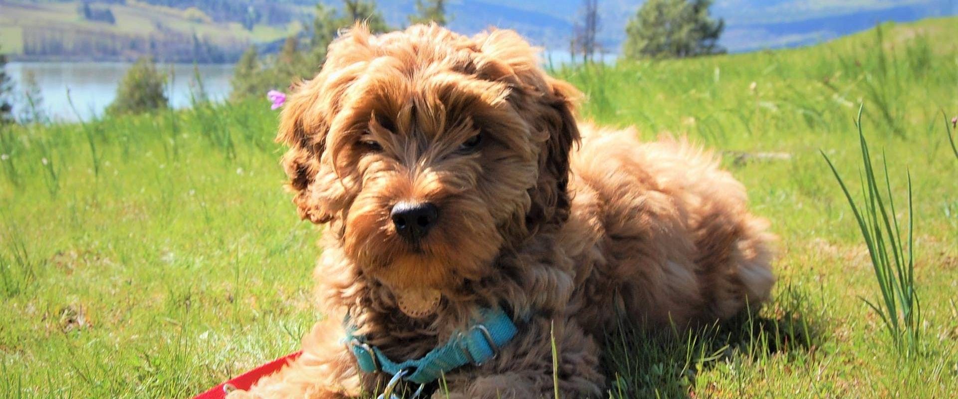 How Much Exercise Does A Labradoodle Puppy Need