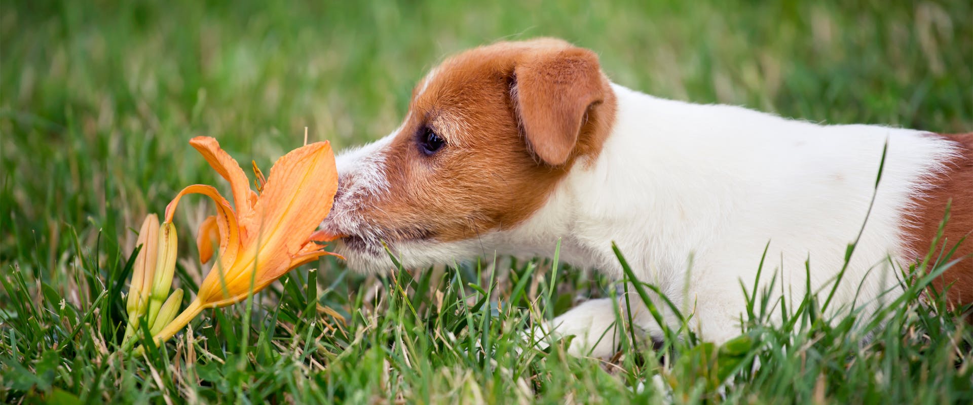 A dog sniffs some flowers. 