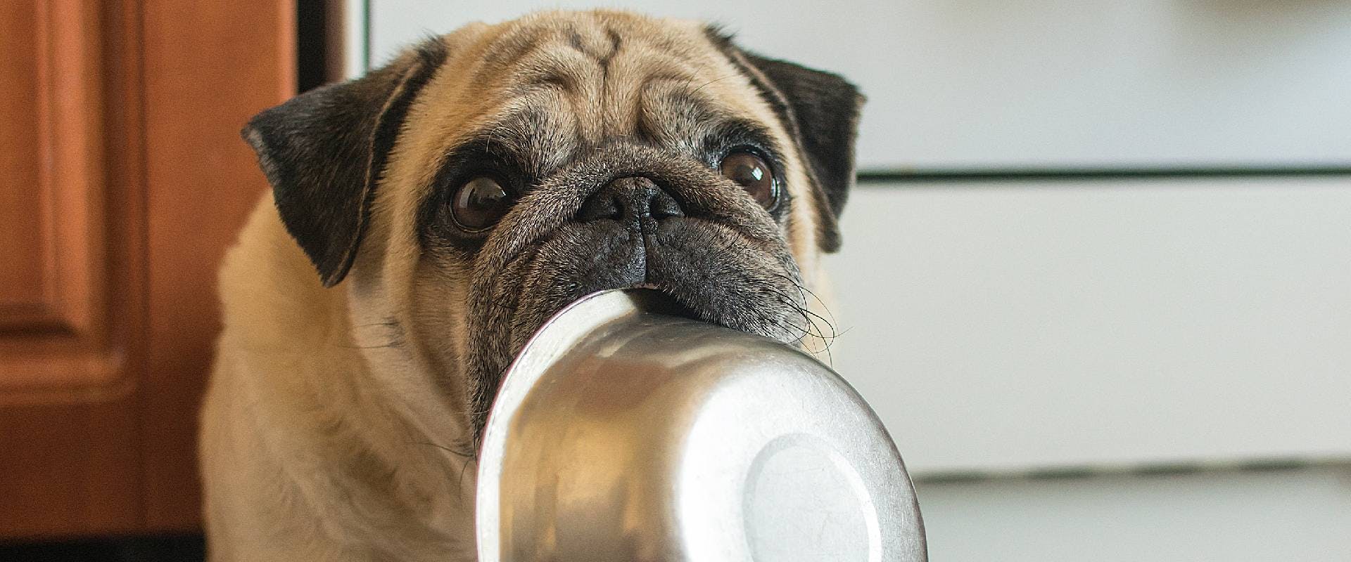 Pug puppy with a bowl in their mouth