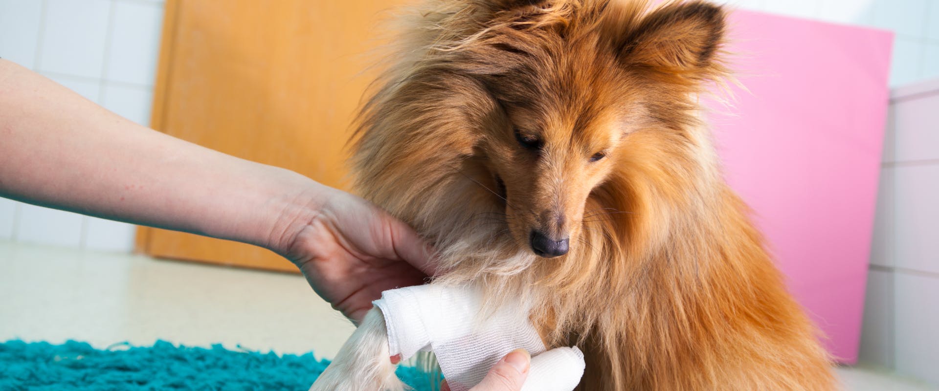 a young sheltie having one of its front legs wrapped in a bandage