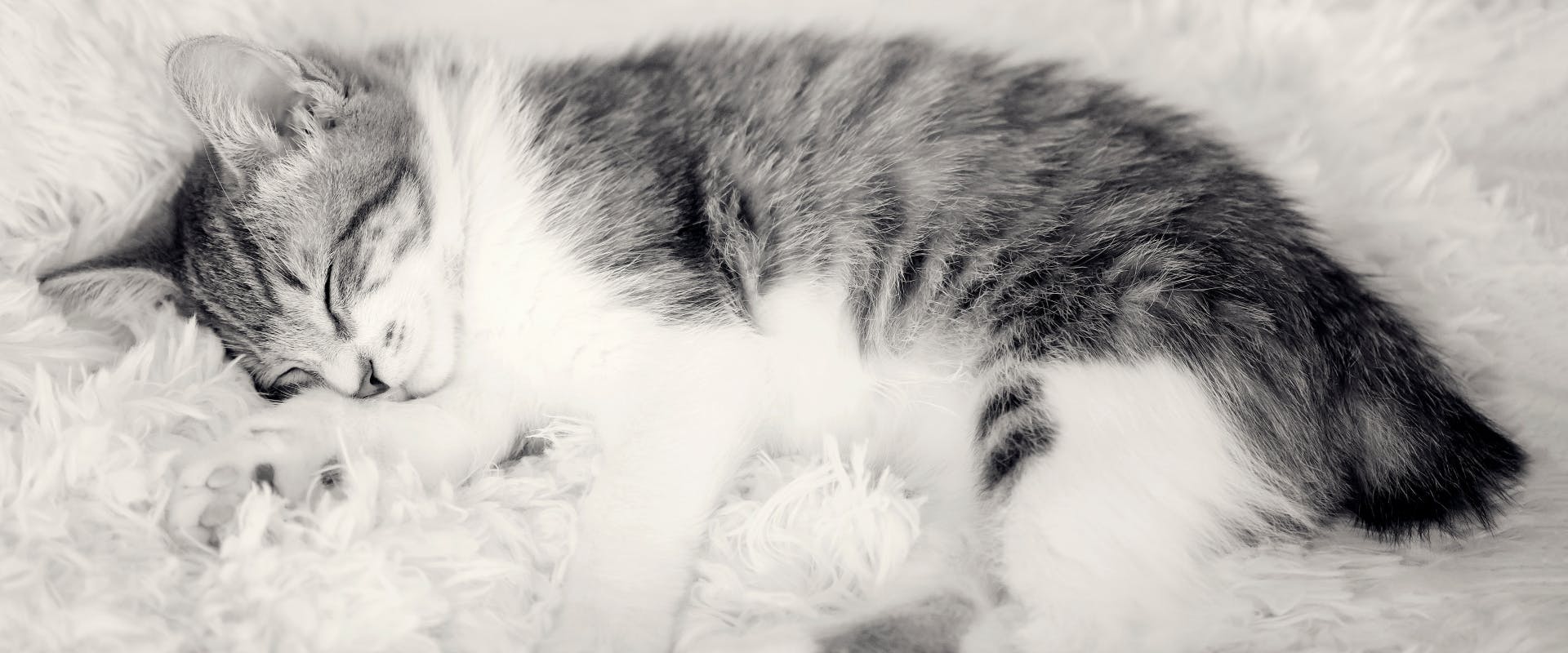 a sleeping Manx kitten