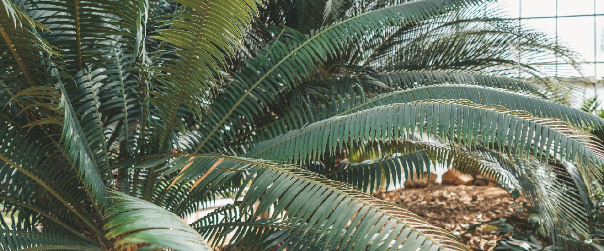 Sago palm plant in a botanical garden