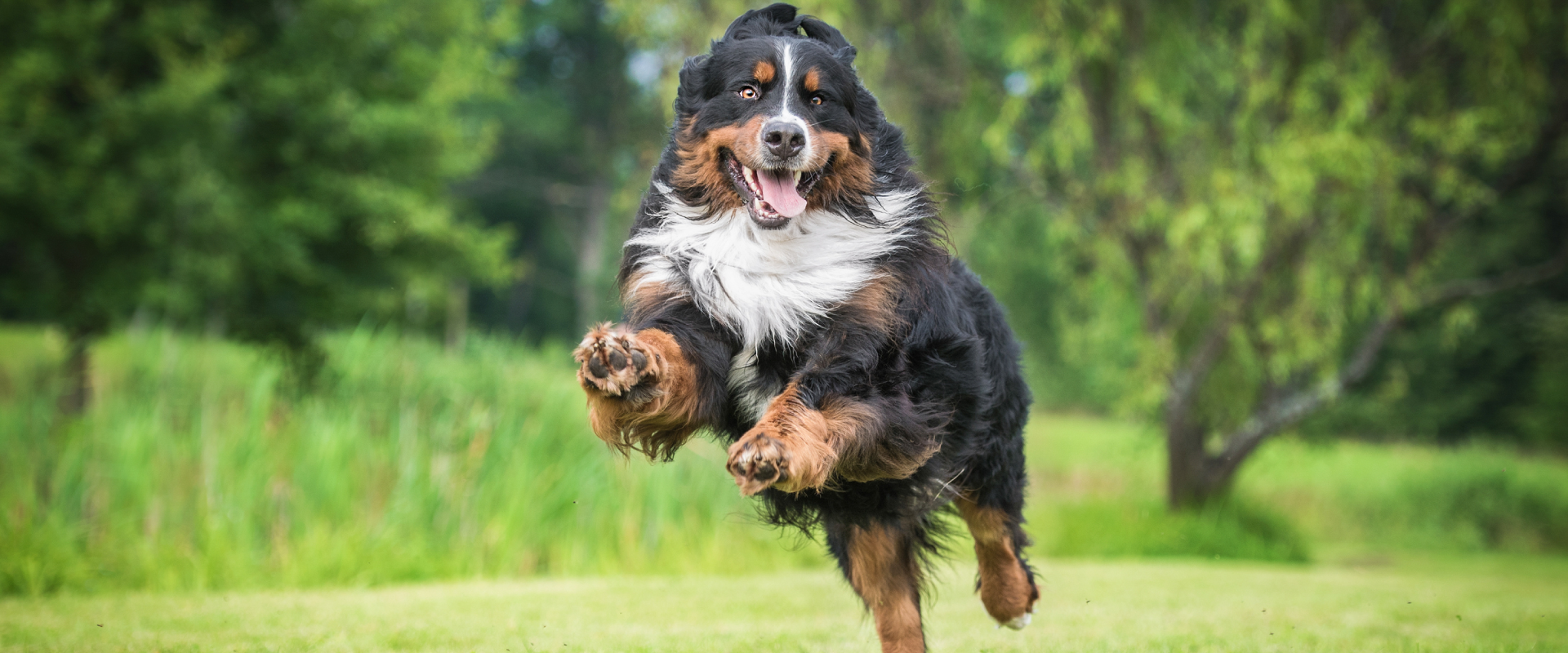 A dog jumps through the air in a dog park.