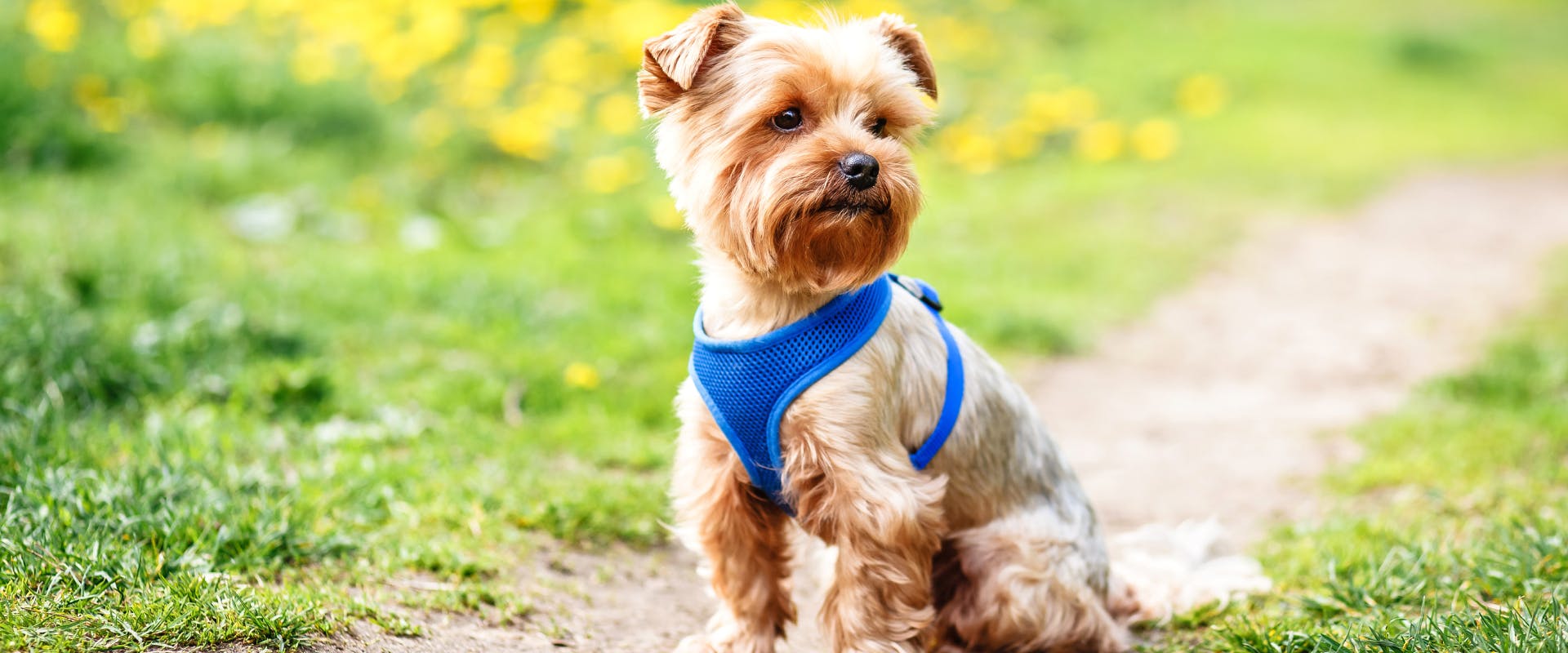 A small dog wearing a harness.