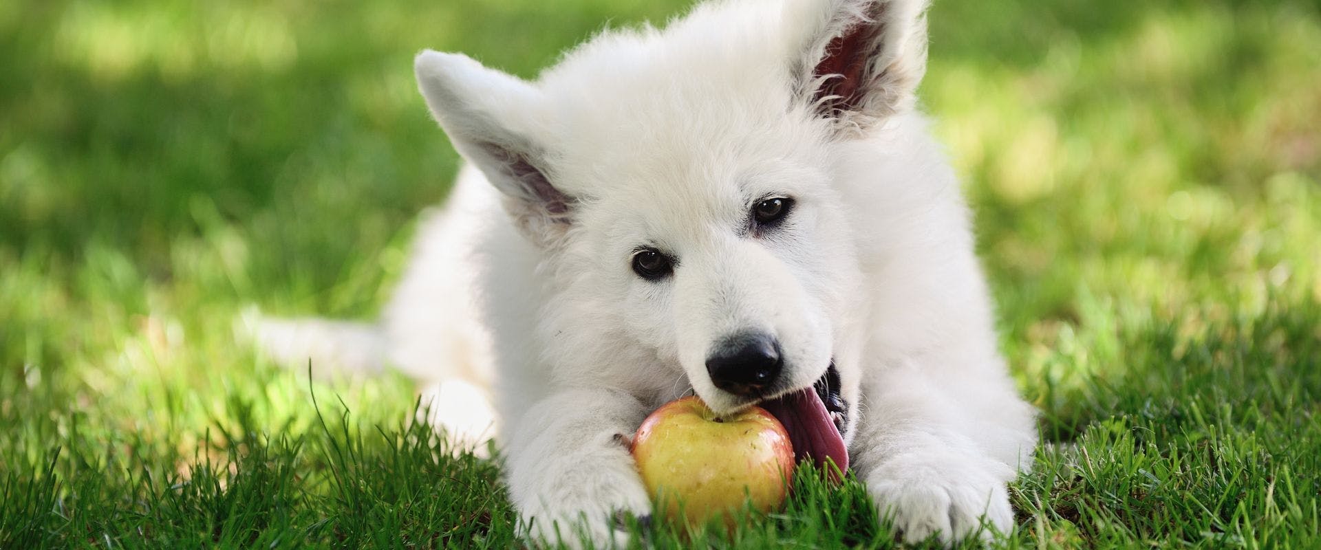 white dog eating an apple