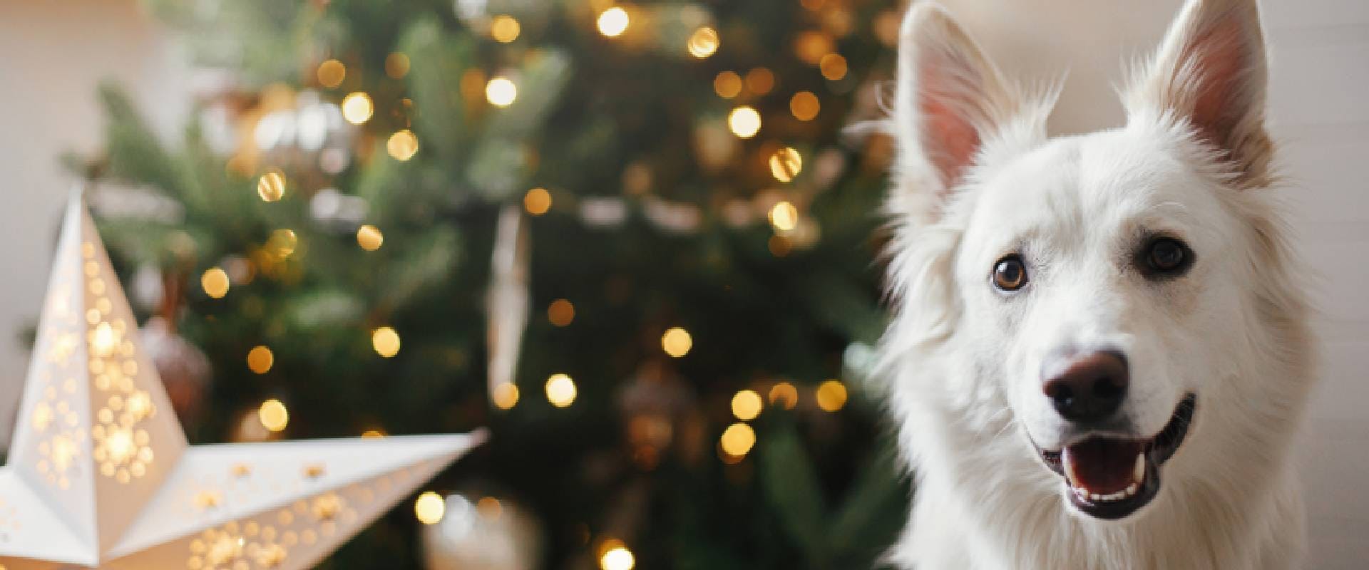White dog in front of a Christmas tree