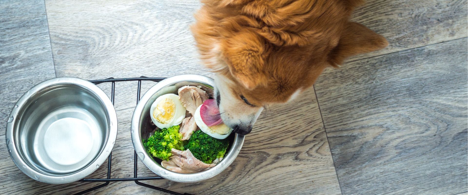 Dog eating broccoli and eggs