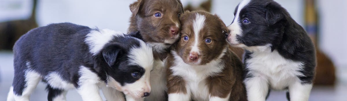 A group of four puppies